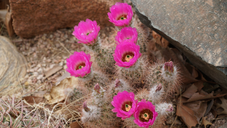 Pink flowering cacti patch