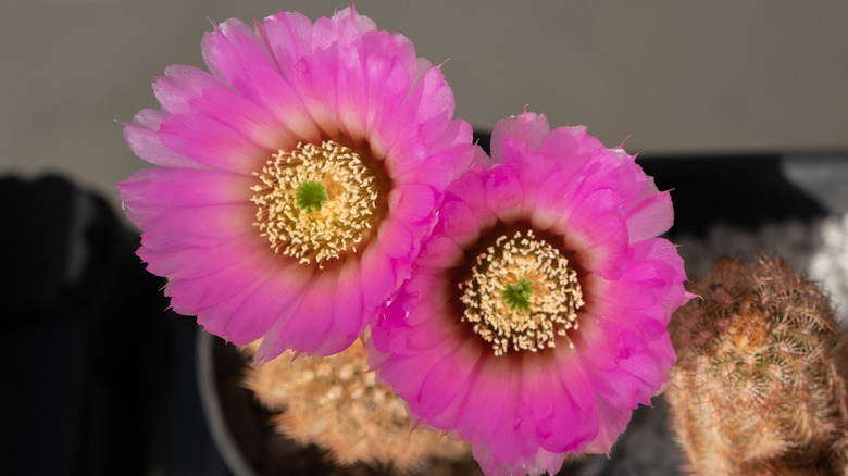 Pink flowering cactus