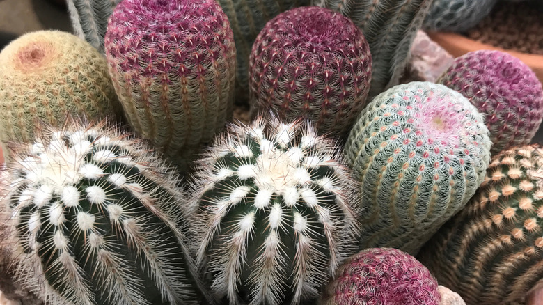 Multiple cacti tops