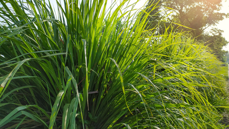 lemongrass plant growing outside