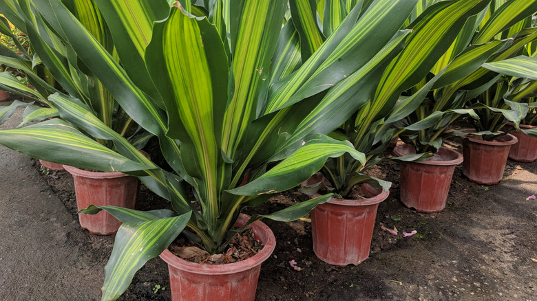 Multiple Mass Cane Plant Containers