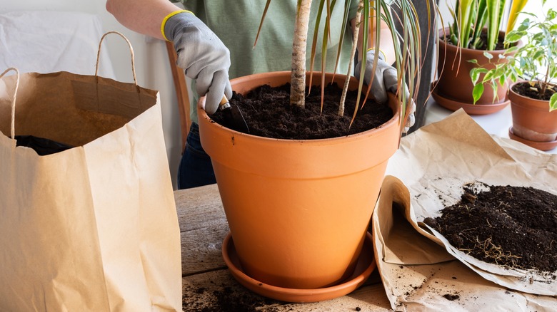 Woman repotting mass cane plant