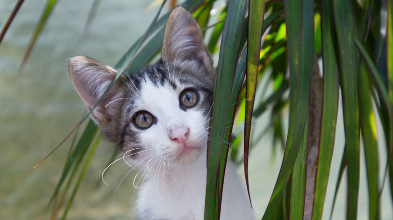 Kitten with dracaena plant