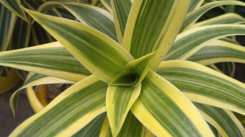 "Lemon Surprise" Dracaena leaves