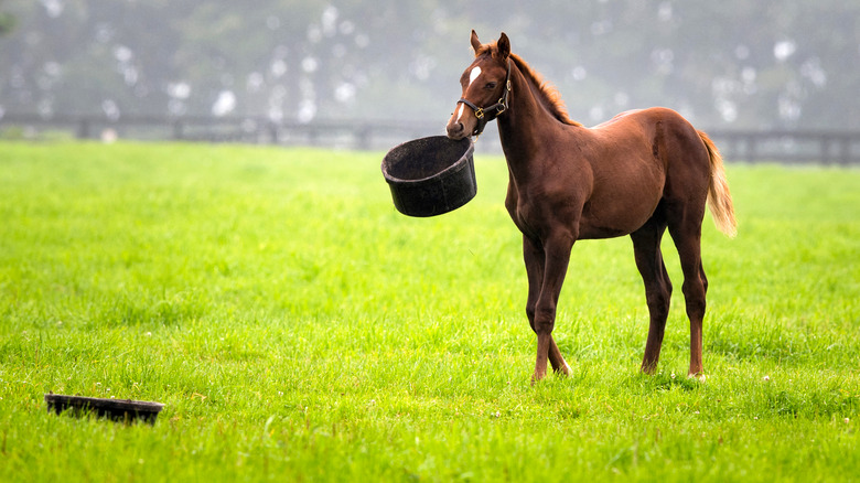 Horse with bucket