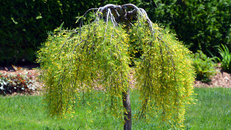 Mimosa sapling 