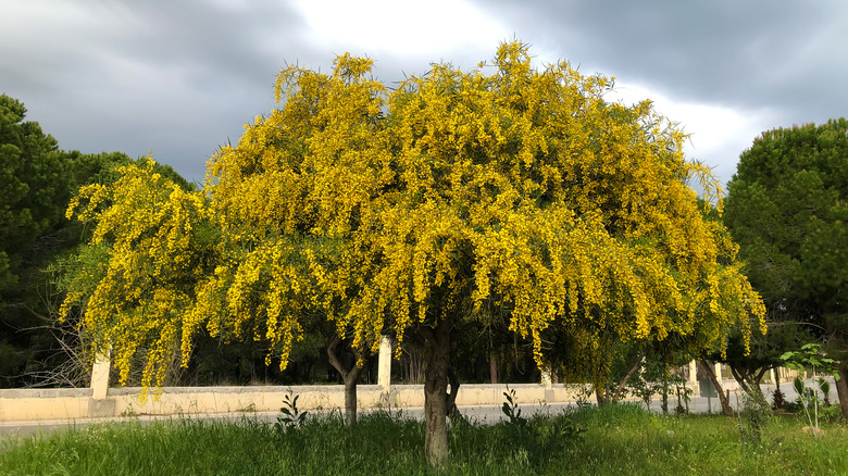 Mimosa tree