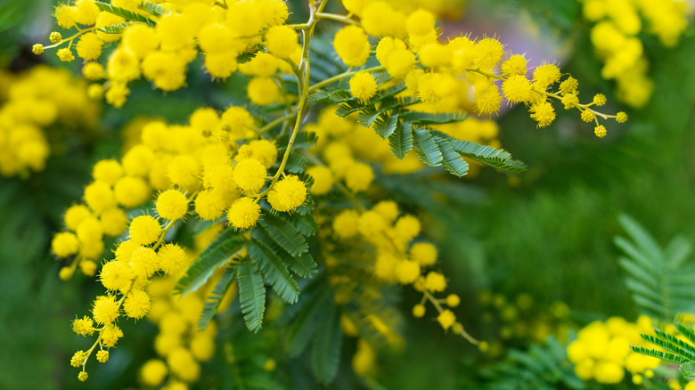 Mimosa tree branches