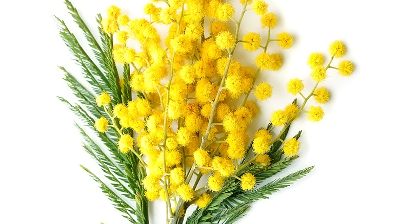 Cut mimosa flowers