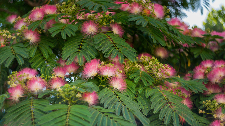 Persian silk tree