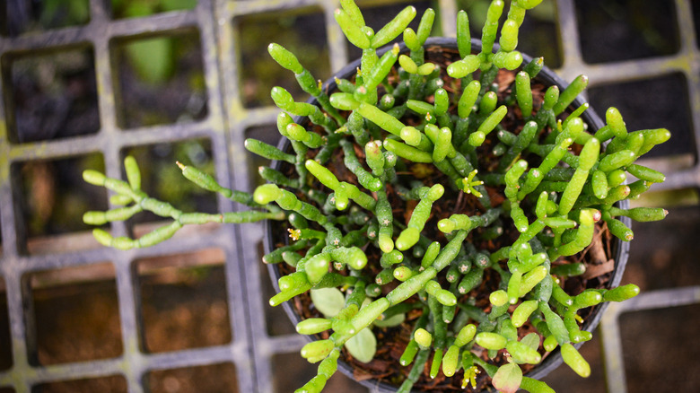 Potted mistletoe cactus