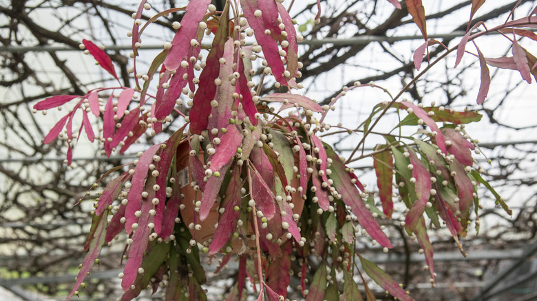 Mistletoe cactus outdoors