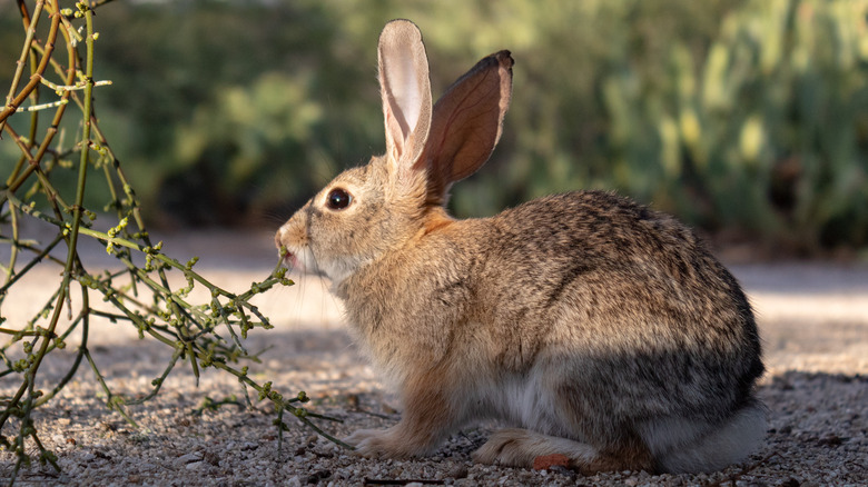 rabbit eating mistletoe cactus