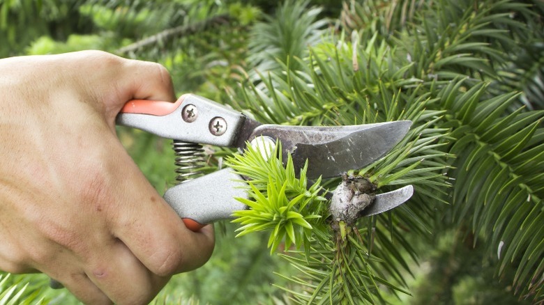 Gardener pruning a monkey puzzle