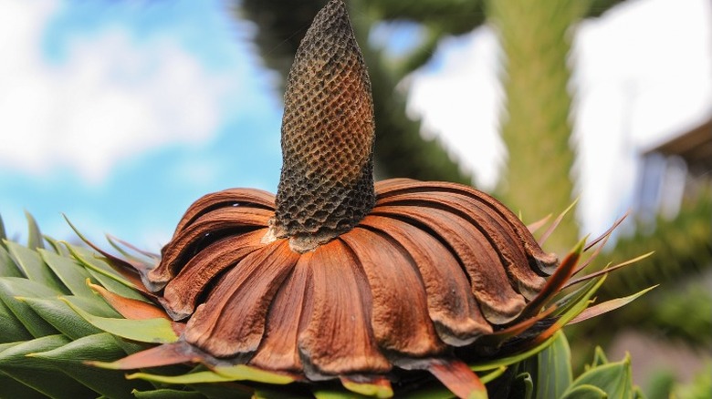 Male monkey puzzle tree seeds