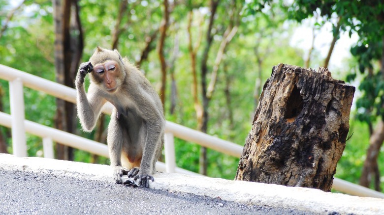 A monkey looking confused