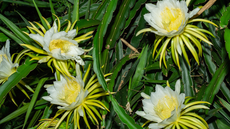 Hylocereus undatus flowers 