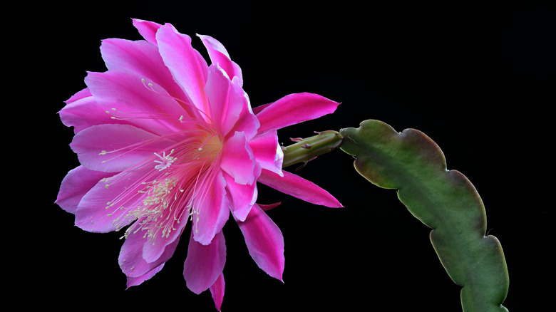 pink epiphytic cactus flower