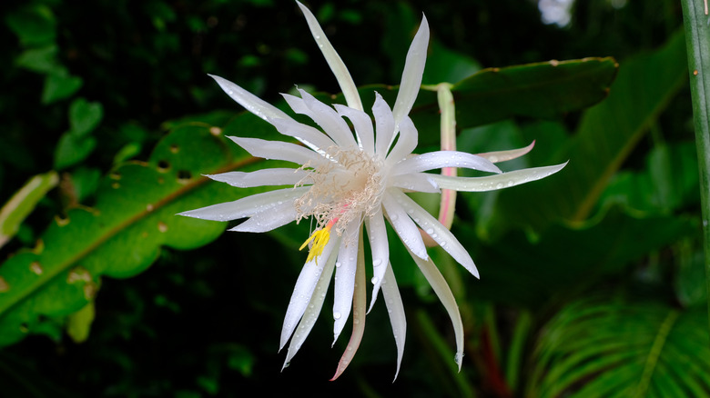 Epiphyllum hookeri white bloom