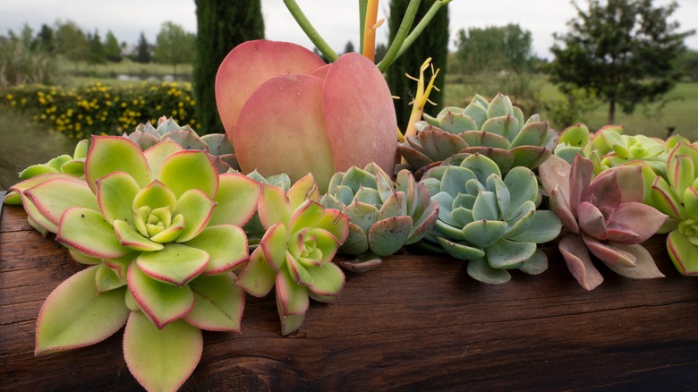 Succulents in potted log