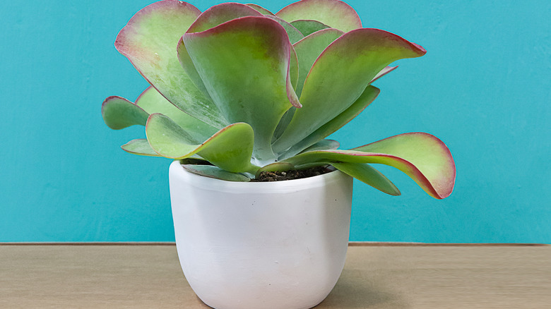 Paddle plant in white pot