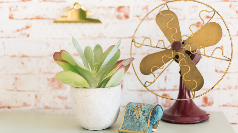 Paddle plant white pot desk