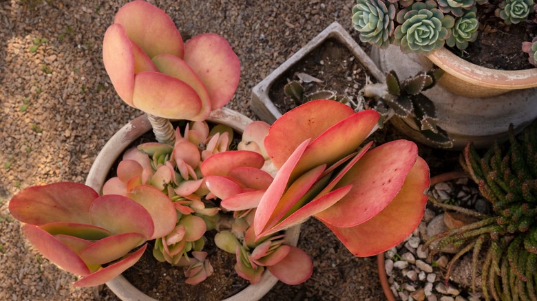 Pink paddle plant in pot