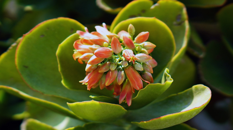 Flowering paddle plant