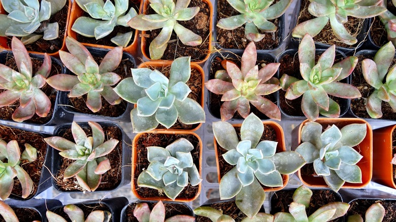 Multiple potted succulents