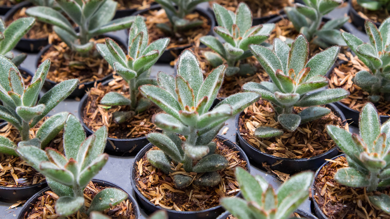 Multiple panda plants black pots