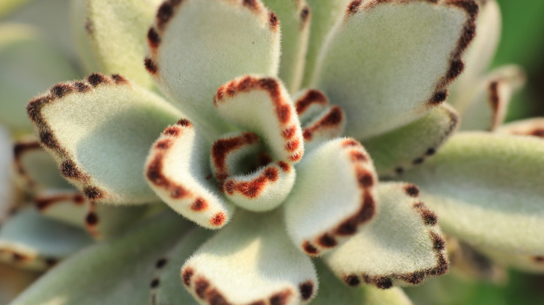Panda plant close up