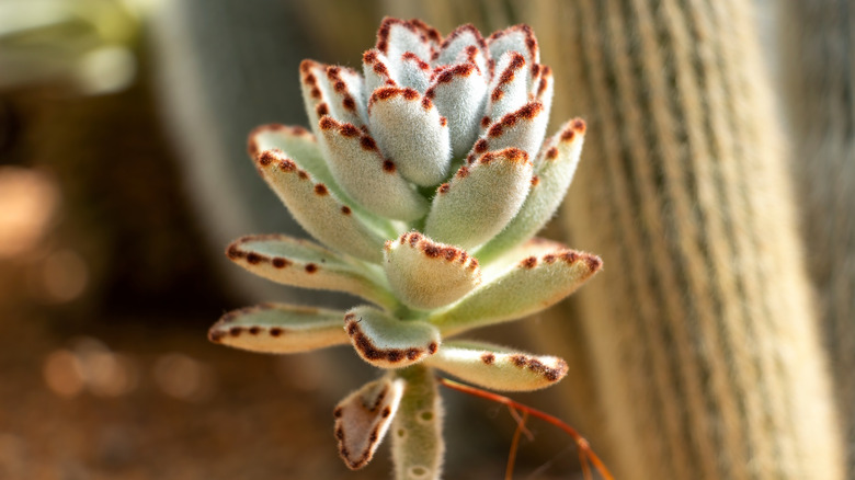 Panda plant leaves