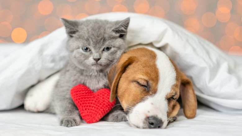 Cat and dog with heart