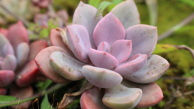 Peacock echeveria close-up