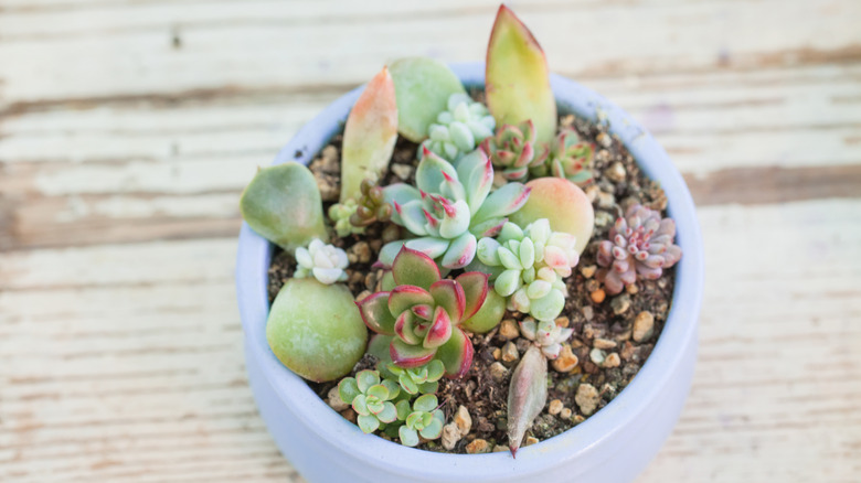 Different succulents in pot