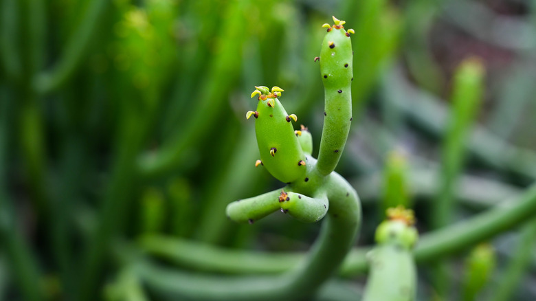 pencil cactus stem