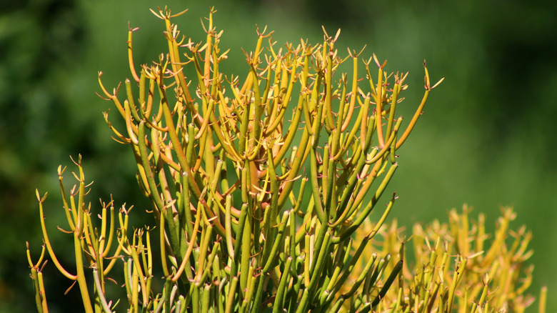 pencil cactus tops outdoors