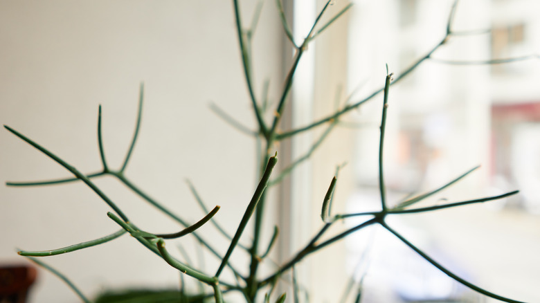 branches of a pencil cactus