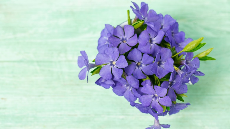 periwinkle flower in pot