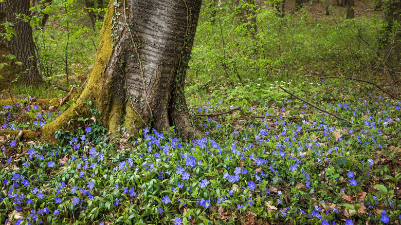 spreading periwinkle flowers