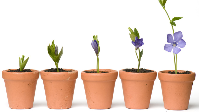 growth cycle of a periwinkle 