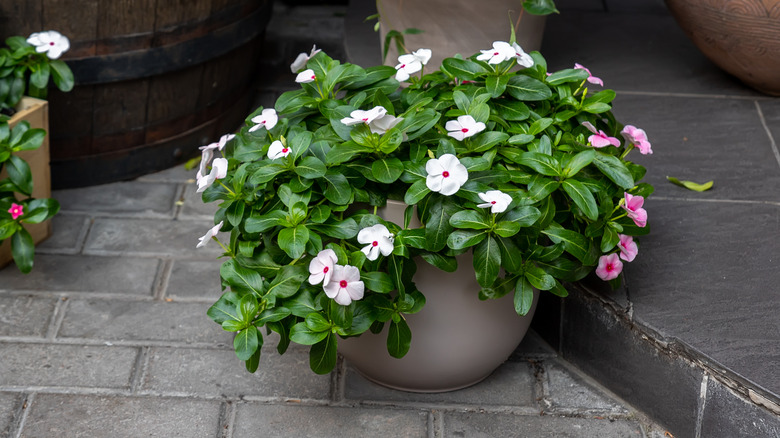 potted periwinkle flowers