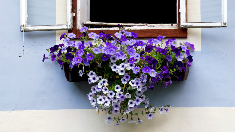 periwinkle flowers in window box