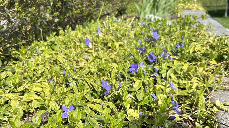 Periwinkle growing as a ground cover.