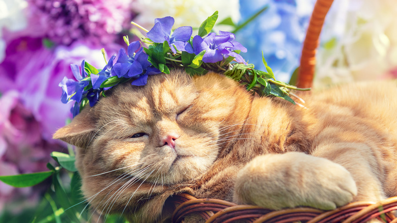 cat with periwinkle flowers crown