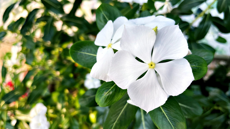 white periwinkle flowers