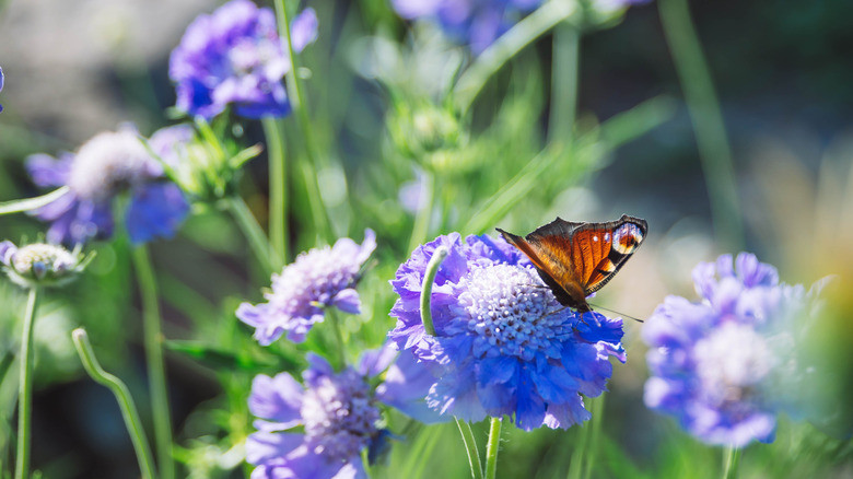 Butterflies love pincushion flowers