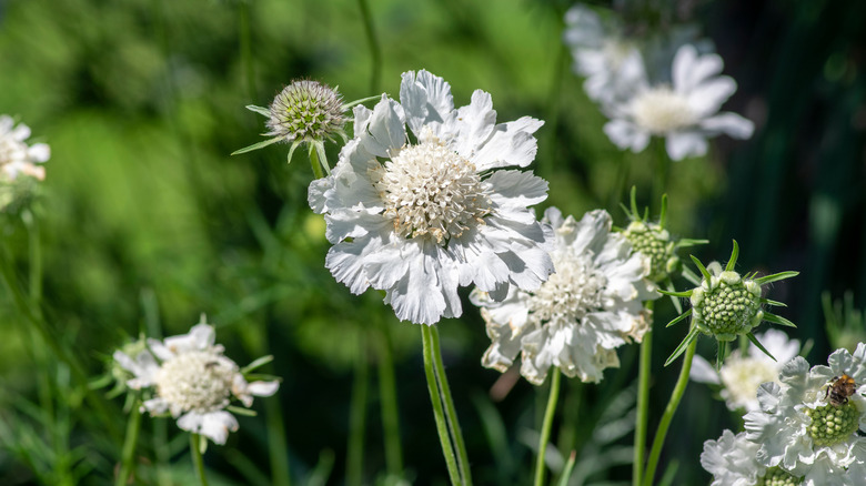 White pincushion flowers