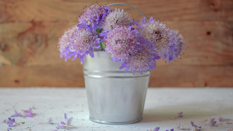 Potted pincushion flowers