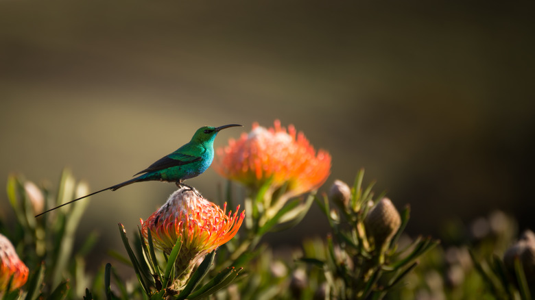 Pincushion perching bird